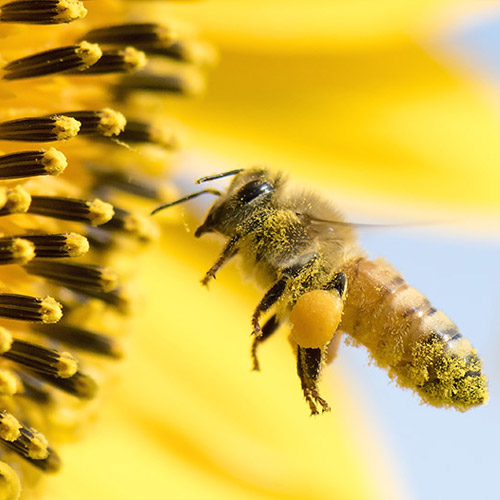 Alimento para abejas. Granalbe