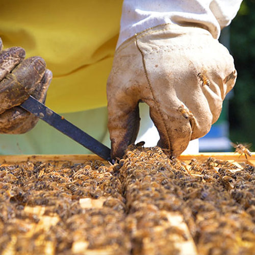 Cera en bloque. Granalbe